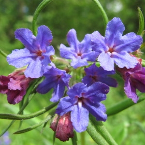 Photographie n°208932 du taxon Lithospermum purpurocaeruleum L. [1753]
