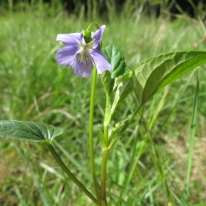 Photographie n°208936 du taxon Viola canina L. [1753]