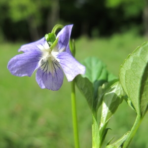 Photographie n°208937 du taxon Viola canina L. [1753]