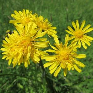  - Crepis biennis L. [1753]