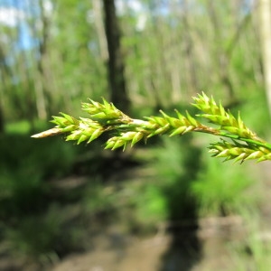  - Carex elongata L. [1753]