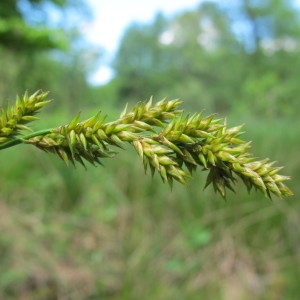 Carex elongata L. (Laiche allongée)