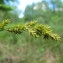  Hugues Tinguy - Carex elongata L. [1753]