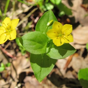 Photographie n°208954 du taxon Lysimachia nemorum L. [1753]