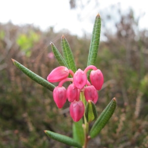 Photographie n°208962 du taxon Andromeda polifolia L. [1753]