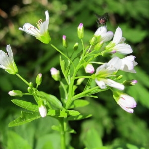  - Cardamine amara L. [1753]