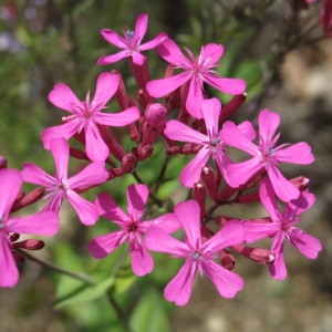 Photographie n°208974 du taxon Atocion armeria (L.) Raf. [1840]