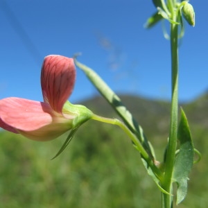 Photographie n°208985 du taxon Lathyrus cicera L. [1753]