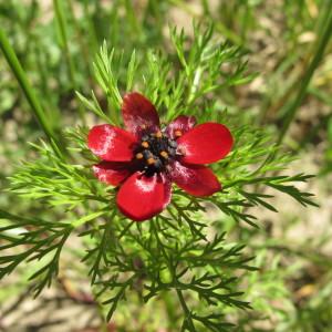 Photographie n°208990 du taxon Adonis annua L. [1753]