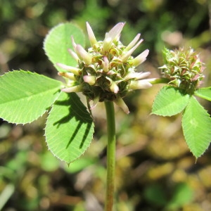  - Trifolium glomeratum L. [1753]