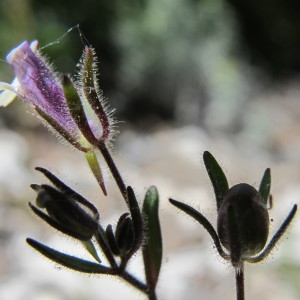  - Chaenorhinum rubrifolium (Robill. & Castagne ex DC.) Fourr. [1869]