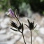  Hugues Tinguy - Chaenorhinum rubrifolium (Robill. & Castagne ex DC.) Fourr. [1869]