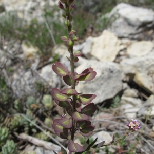 Photographie n°209001 du taxon Aethionema saxatile subsp. ovalifolium (DC.) Nyman [1878]