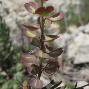 Aethionema saxatile subsp. ovalifolium (DC.) Nyman (Aéthionéma à feuilles ovales)