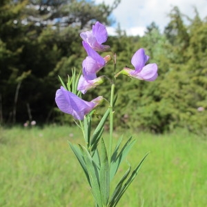  - Lathyrus filiformis (Lam.) J.Gay [1857]