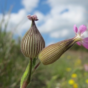 Photographie n°209017 du taxon Silene conica L.