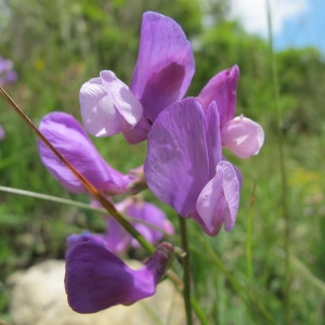  - Lathyrus filiformis (Lam.) J.Gay [1857]