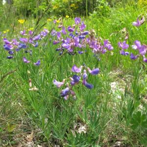  - Lathyrus filiformis (Lam.) J.Gay [1857]