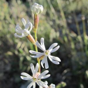 Photographie n°209035 du taxon Silene nocturna L. [1753]