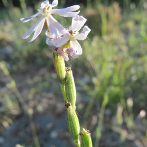 Photographie n°209036 du taxon Silene nocturna L. [1753]