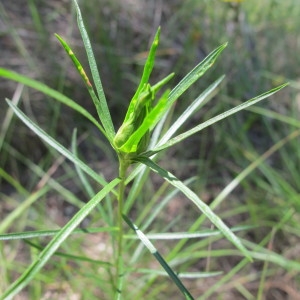  - Euphorbia L. [1753]