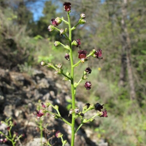  - Scrophularia provincialis Rouy [1909]