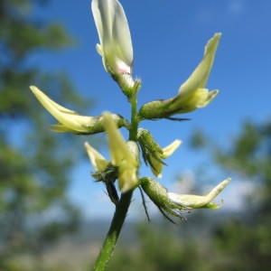 Astragalus hamosus L. (Astragale à gousses en hameçon)