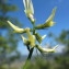  Hugues Tinguy - Astragalus hamosus L. [1753]