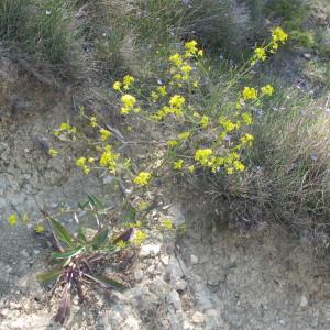 Photographie n°209050 du taxon Brassica elongata Ehrh. [1792]