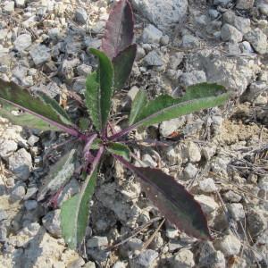  - Brassica elongata Ehrh. [1792]