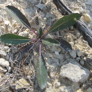  - Brassica elongata Ehrh. [1792]