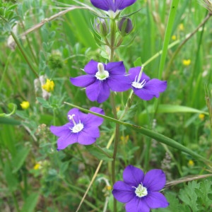 Photographie n°209061 du taxon Legousia speculum-veneris (L.) Chaix [1785]