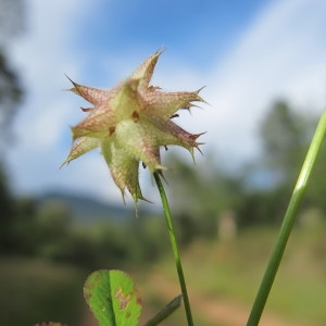 Photographie n°209071 du taxon Trifolium resupinatum L. [1753]