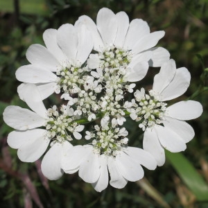 Caucalis grandiflora L. (Caucalis à grandes fleurs)