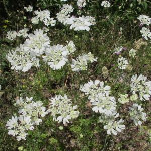 Photographie n°209078 du taxon Orlaya grandiflora (L.) Hoffm. [1814]