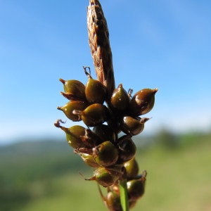  - Carex liparocarpos Gaudin [1804]