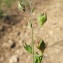  Hugues Tinguy - Helianthemum salicifolium (L.) Mill. [1768]