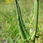  Hugues Tinguy - Rumex intermedius Sturm [1838]