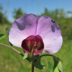 Lathyrus oleraceus subsp. biflorus (Raf.) H.Schaef., Coulot & Rabaute (Pois élevé)