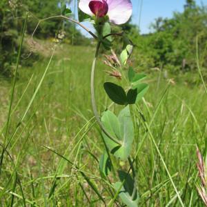  - Pisum sativum subsp. biflorum (Raf.) Soldano [1992]