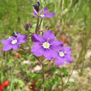 Photographie n°209102 du taxon Legousia speculum-veneris (L.) Chaix [1785]