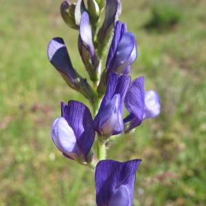  - Vicia onobrychioides L. [1753]