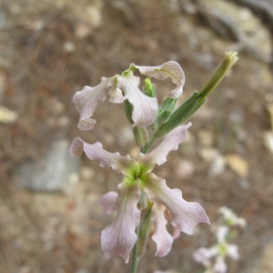  - Matthiola fruticulosa (L.) Maire [1932]