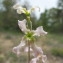  Hugues Tinguy - Matthiola fruticulosa (L.) Maire [1932]