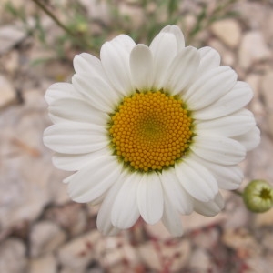 Chrysanthemum leucanthemum subsp. leucolepis (Briq. & Cavill.) Gams (Marguerite pâle)