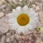  Hugues Tinguy - Leucanthemum pallens (J.Gay ex Perreym.) DC. [1838]