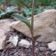  Hugues Tinguy - Epipactis microphylla (Ehrh.) Sw. [1800]