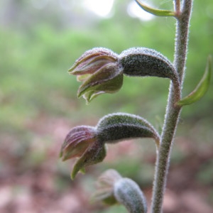  - Epipactis microphylla (Ehrh.) Sw. [1800]