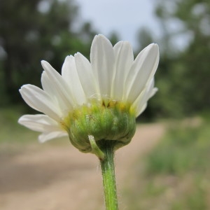  - Leucanthemum pallens (J.Gay ex Perreym.) DC. [1838]