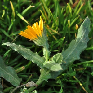 Photographie n°209133 du taxon Calendula arvensis L. [1763]